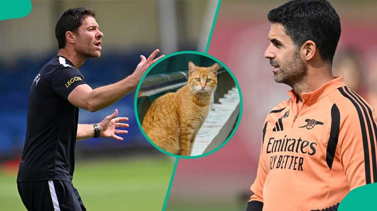 Mysterious cat predicts Premier League match between Arsenal and Chelsea